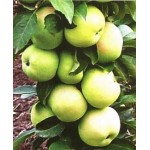 Саженец яблони колоновидной "Белоснежка" Саженец яблони колоновидной "Белоснежка"